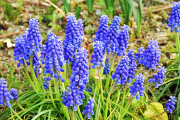 ムスカリ　春