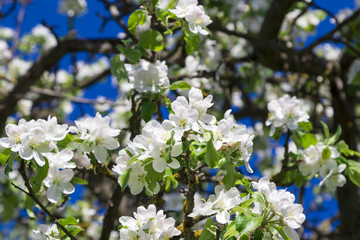 Blooming apple trees in the spring garden