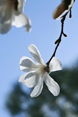 Vertical image of single white magnolia blossom backlit by sun on a bright sunny day, blue sky, blurry background, macro