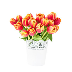 Red tulips bouquet in white pot isolated over white. Mothers Day, Birthday, Valentines Day concept.