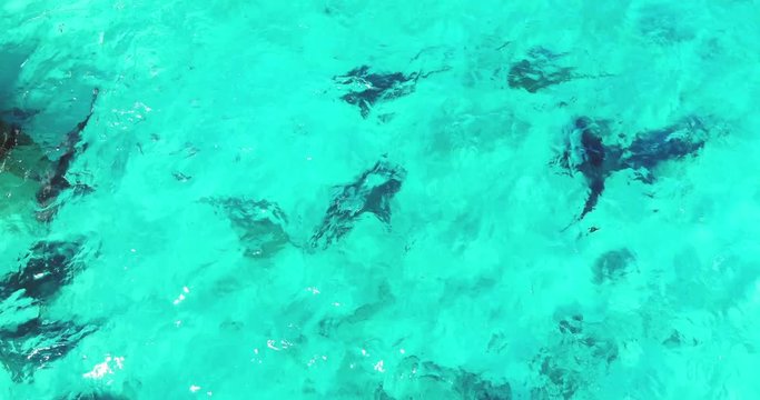 Underwater shooting of sharks swimming in a herd. Concept of: exploration, vacations, snorkeling, exotic places, divers, sharks.