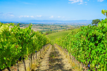 Fototapeta na wymiar Grape farm in Italy, winery yard