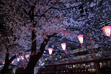Fototapete Kirschblüte Nachtbetrachtung der Kirschblüte am Meguro-Fluss