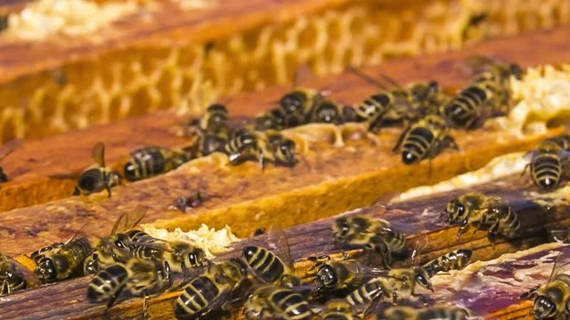 A lot of bees are busy in the hive