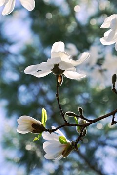 Vertical image of delicate spring white blossom of mangolia tree flower, sunny day, daylight, transparent, blurry blue and green background, blue sky, branches, bright sun