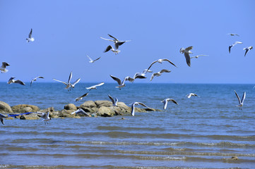 Seagulls fly in free