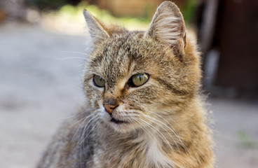 Obraz premium beautiful cat with green eyes