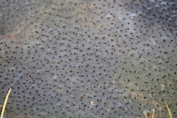 Spawn of European common brown frog (Rana temporaria) with embryos