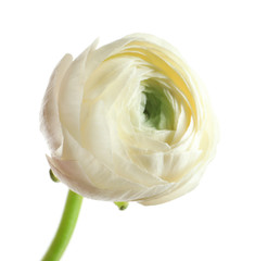 Beautiful ranunculus flower on white background