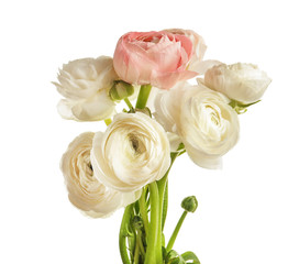 Beautiful ranunculus flowers on white background