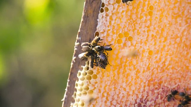 Bees fill honeycomb with honeycomb