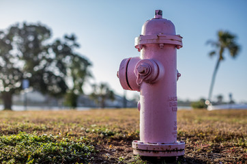 Florida Pink Fire Hydrant