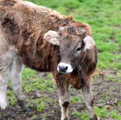 toro español en ganaderia 