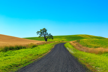 Rural road with solitary tree through the rich farmland called The Palouse in eastern Washington state