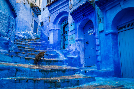 A cat climbs stairs on a blue painted street in the medina of Chefchaouen in Morocco