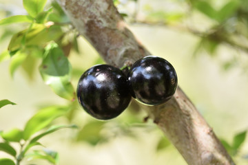 Closeup of ripe jabuticaba on the tree  