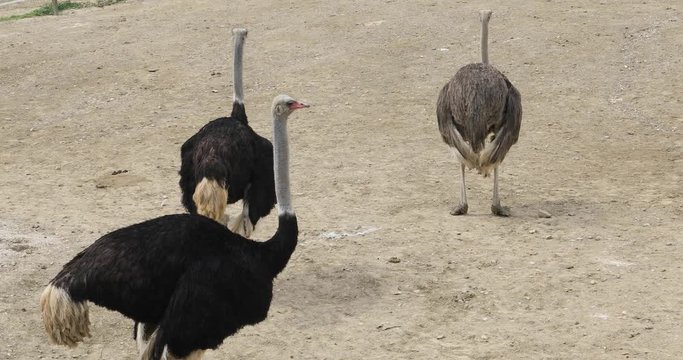 Three wild  ostrich walking