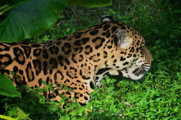 A Jaguar in the Amazon rain forest. Iquitos, Peru