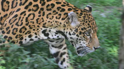 Fototapeta na wymiar A Jaguar in the Amazon rain forest. Iquitos, Peru