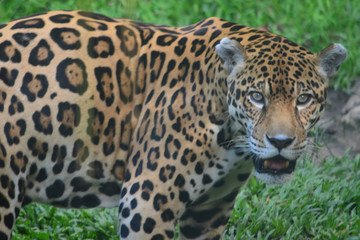 A Jaguar in the Amazon rain forest. Iquitos, Peru