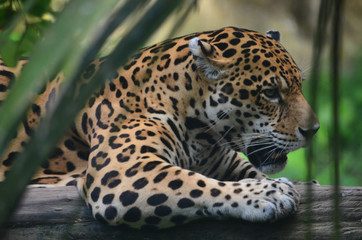 A Jaguar in the Amazon rain forest. Iquitos, Peru