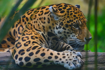 A Jaguar in the Amazon rain forest. Iquitos, Peru