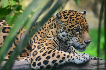 A Jaguar in the Amazon rain forest. Iquitos, Peru