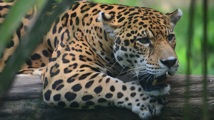 Fototapeta na wymiar A Jaguar in the Amazon rain forest. Iquitos, Peru