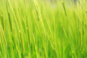 糸島の水田、まるで緑の絨毯。