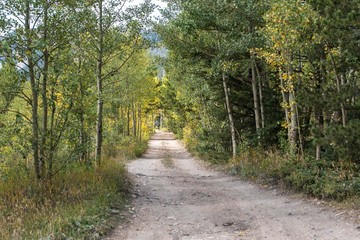 Road into the forest