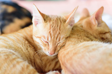 Cute cats are sleeping together, pets at home