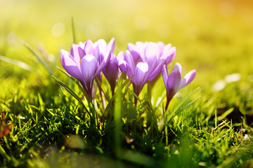 Wonderful blooming crocus flowers with sunny background