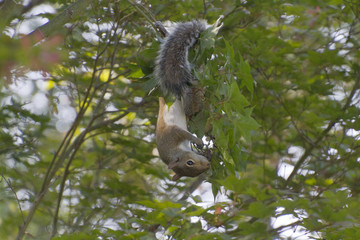 Acrobatic Squirrel Forages For Tree Seeds in Autumn