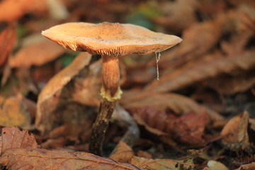 Big mushroom in the autumn