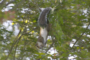 Squirrel Hangs By Its Tail Eating Tree Seeds