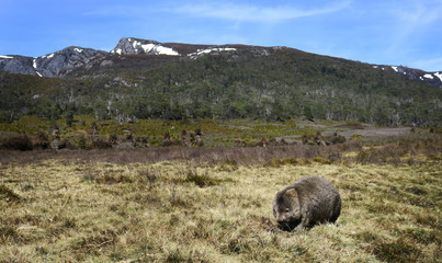 Wombat of Cradle Mountain.