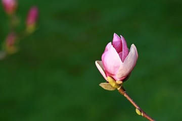 Beautiful bright fresh pink flower bud of magnolia growing in a park, dark green blurry backgroud, decorative, isolated