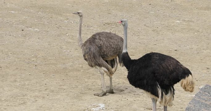 Two wild  ostrich walking