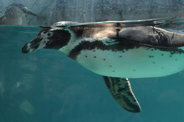 A Humboldt penguin swims in an aquarium at the Huachipa zoological park near Lima, Peru