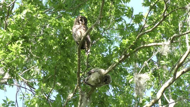 Barred Owl with its owlet on a tree