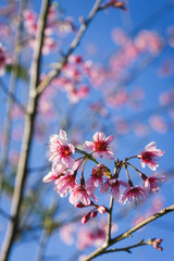 Close up of cherry blossom flowers with blue sky.