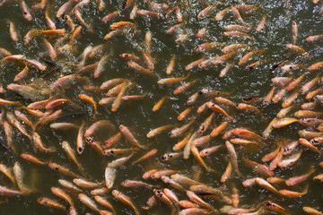 A lot of red nile tilapia fish in the pond.
