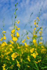Obraz premium Sunhemp flowers field with blue sky in the countryside.