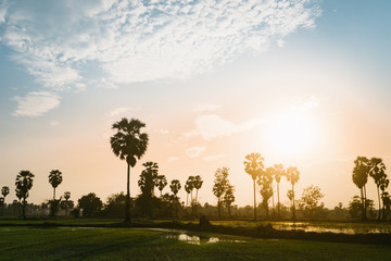 Sugar palm and paddy field with sunset