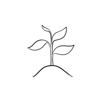 Sprout of plant hand drawn outline doodle icon. Growing plant with leaves vector sketch illustration for print, web, mobile and infographics isolated on white background.