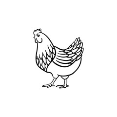 Fototapeta na wymiar Chicken hand drawn outline doodle icon. Cockerel vector sketch illustration for print, web, mobile and infographics isolated on white background.