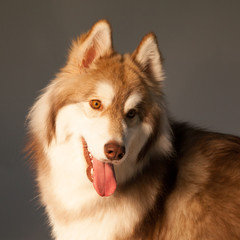 Siberian husky in happiness