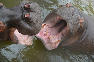 A pair of Hippopotamus playing in water