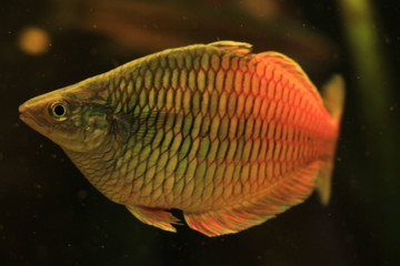 Fototapeta premium honey gourami fish