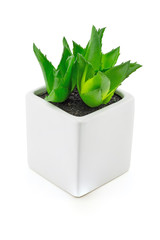 Aloe vera. In small white pots on white background.